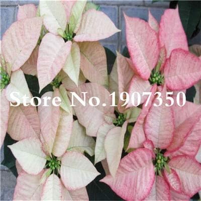 Kalash New 100 pcs Poinsettia Plant Seeds for Gardening Light Pink 2