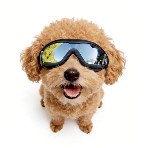 Enjoying Dog Sunglasses