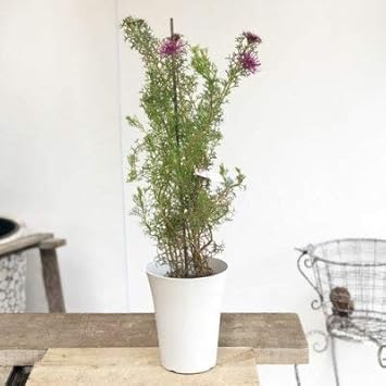 Amazon Co Jp 希少品種 観葉植物 オーストラリアンプランツ イソポゴン ローズコーン Diy 工具 ガーデン