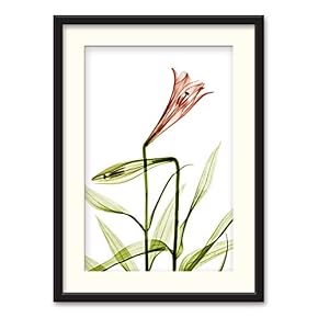 Black Framed Canvas Wall Art Nordic Style Plant Home Artwork Decoration for Living Room, Bedroom - 23x31 inches