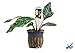 Potted Anubias Coffeefolia Aquarium Plant