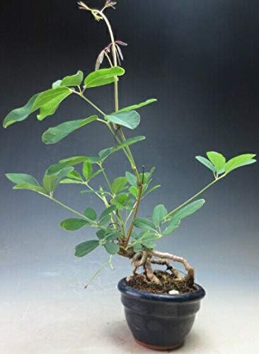 Amazon Co Jp 盆栽 花芽付き 五葉アケビの鉢植えミニ盆栽 根上がり 現品 春開花中 ホーム キッチン