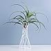 Pack of 2 Tabletop Metal Air Plant Holders Air Plant Stands Air Plant Containers Air Plant Racks Tillandsia Stands Tillandsia Holders Tillandsia Racks (White)thumb 4