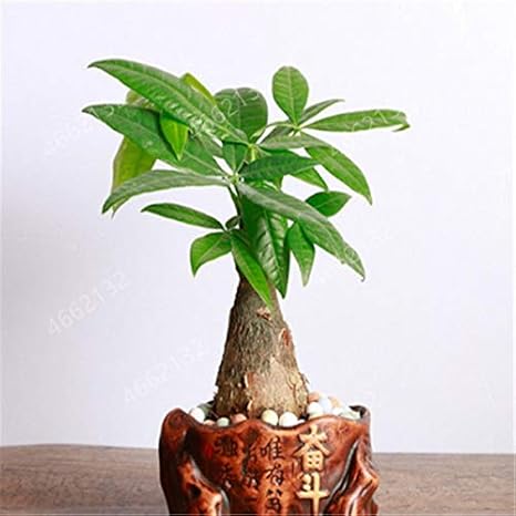 Amazon Co Jp 2個のミニパキラmacrocarpa盆栽メイクマネーツリー植物盆栽鉢屋内花工場盆栽diy鉢植え 1pcs 1 Home Kitchen
