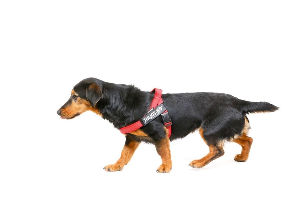 Julius-K9 16IDC-M-R-2015 IDC Color & Gray Belt Harness for Dogs, Size Mini, Red-Gray