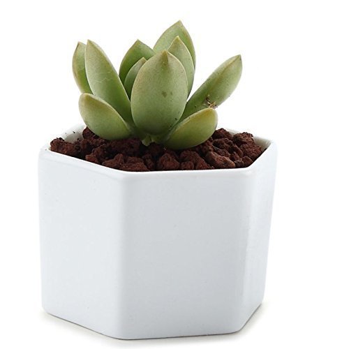 Ceramic Flower Pot,Y&M(TM) Pack of 7 White Simple Design Sucuulent Plant Pot/Cactus Plant Pot Flower Pot with Bamboo Tray/Container/Planter(Pack of 7 )