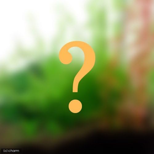 Charm チャーム 水草 おまかせ水草8種セット 水中葉 無農薬 計24