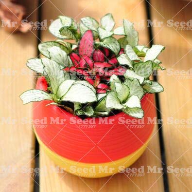 Pinkdose 100 unids Bonsai Chino Mezcla de Arco Iris Planta de ...