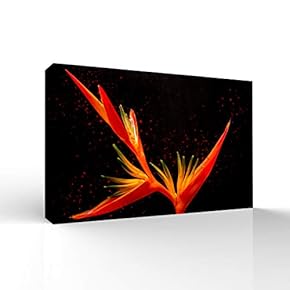 Beautiful Flowers Pictures Home Wall for Bedroom Living...