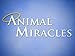 Animal Miracles
