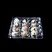 [12 Pack] Quail Eggs Storage Box Organizer Holder,12 girds Holder for a dozen Quail Eggs,Clear Plastic Premium Eco-Friendly Quail Eggs Tray for Family Pasture Farm Business Market Food Factory