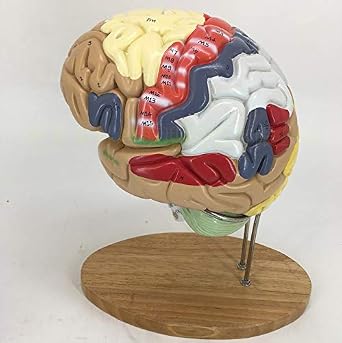 amazon com zgood removable color four parts head skull human brain nerve anatomy model industrial scientific zgood removable color four parts head
