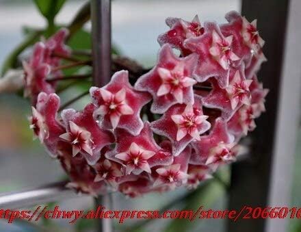Amazon ホヤの種 鉢植えの種 ホヤのカルノサの花の種の庭の植物 多年生の植栽 種 袋屋内植物 花