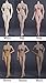 HiPlay JIAOUDOLL 1/6 Scale 12 inch Female Super Flexible Seamless Figure Body, European Body Type, Skin Tone Selectable, Minature Collectible Action Figures (Pale ( Similar to Phicen Pale))