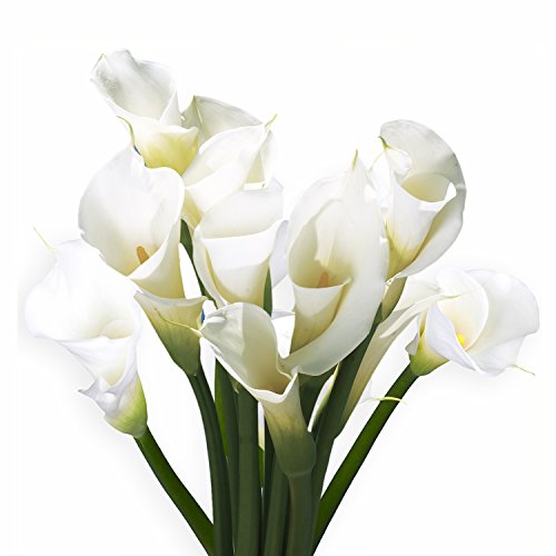 GlobalRose 18 Fresh Open Cut White Calla Lilies - Fresh Flowers For Birthdays, Weddings or Anniversary. - Thumbnail 5