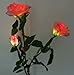 Solaration™ Solar Pink Rose Flower Lights Outdoor Decorative Lights Year-round, Great Gift!