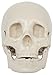 Life Size Skull -Two Piece - CH-S2