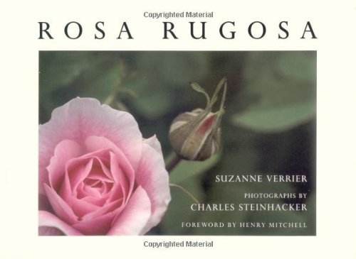 Rosa Rugosa by Suzanne Verrier