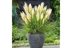 Pampas Plume Ornamental Grass - (100 Seeds per Pack) Perrenial