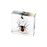 REALBUG Spider & Fly Desk Decoration, 60 months to