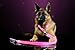 Pet Industries Premium LED Reflective Dog Leash, USB Rechargeable, Available in 6 Colors(Cherry Blossom Pink)