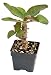 Crown of Thorns ‘Paradise Lady’ (Euphorbia milii hybrid)