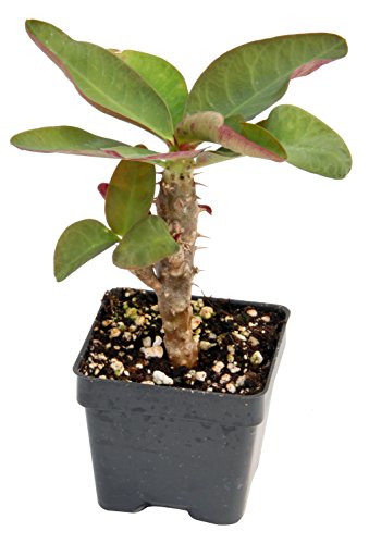 Crown of Thorns ‘Paradise Lady’ (Euphorbia milii hybrid) Crown of Thorns ‘Paradise Lady’ (Euphorbia milii hybrid)