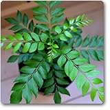 Curry Leaf herb Culinary herb Seeds for Outdoor Plant Seeds for Garden Pack 60 Seeds Tree