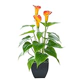 Artificial Flower Plants Calla Lily Faux Small