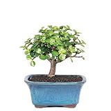Brussel's Bonsai Live Dwarf Jade Indoor Bonsai Tree - 3 Years Old; 4" to 6" Tall with with Decorative Container, Small,