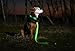 ILLUMISEEN LED Dog Collar USB Rechargeable - Bright & High Visibility Lighted Glow Collar for Pet Night Walking - Weatherproof, in 6 Colors & 6 Sizes (Green Small)