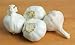 GARLIC BULB (20 Pack), FRESH CALIFORNIA SOFTNECK GARLIC BULB FOR PLANTING AND GROWING YOUR OWN GARLIC