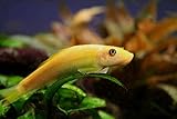 Swimming Creatures 4 Golden Chinese Algae Eater