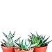3 Different Aloe Plants - Easy to grow/Hard to Kill! - 3" Pots Live Plant Ornament Decor for Home, Kitchen, Office, Table, Desk - Attracts Zen, Luck, Good Fortune - Non-GMO, Grown in the USA primary