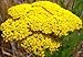 Flower Achillea Yarrow Gold D3323A (Gold) 500 Heirloom Seeds by David's Garden Seeds