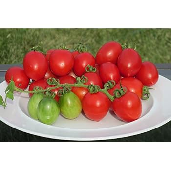 seeds tomato variety organic russian 2020 tatjana amazon rare mischka heirloom garden