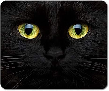 cute black cat