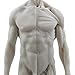 HUBERY MODEL 11 Inch Male Human Anatomy Model of Art Anatomy Figure(White)