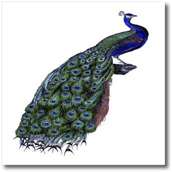 Florene Blue Green and Coral Peacock Iron on Heat Transfer for White Material, 10 by 10-Inch