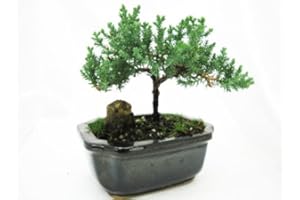 9GreenBox - Japanese Juniper Bonsai Tree with Fertilizer
