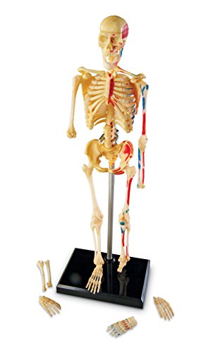 Learning Resources Skeleton Model
