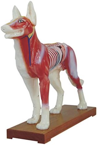 66fit Dog Acupuncture Model - Animal Pressure Points Veterinary Training, School Teaching Tool