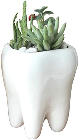 Succulent Planter Pot, Cute Teeth White Mini Ceramic Plant Flower Pot Succulent Planter