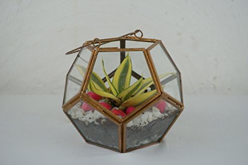 GRASSPER Geometric Terrarium Glass Metal Pentagon Ball 6" Table Top/Planter for Air Plant/Succulent / Indoor Plants for Home/Office / Wedding Decoration
