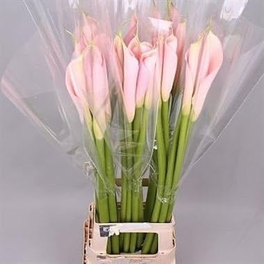 25" LARGE Handmade Real Touch Latex Closed Rolled Calla Lily Buds artificial spring flowers for arrangements, bouquets, weddings (Pack of 6) (Blush Pink)