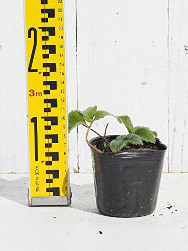 Amazon いちご 苗 白いちご 天使のいちご エンジェルエイト Ae 3号ポット苗 植木