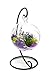 Air Plant Terrarium Kit | Purple Passion | Natural Accents Series | 4” Hanging Glass Globe w/Stand | Nautical Crush Trading TM