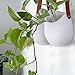 LA JOLIE MUSE Wall Hanging Planters - Modern Wall Decor 7.5 X 5.7 Inch Unglazed Ceramic Air Plant Holder Indoor, Succulent Pot with Leather Strap, Set of 2 White