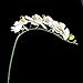 Tinksky Simulation Butterfly Orchid Artificial Flower Plant Home Decoration (White)