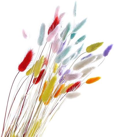 Real Flower 50Pcs Natural Dried Flowers White Flowers Colorful Fake Rabbit Tail Grass Foxtail Bouquet Long Bunches (Color : 50pcs Primary Color)